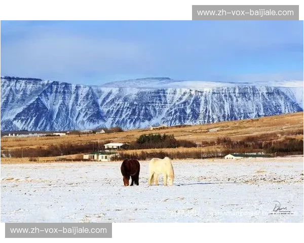 枷锁还是羽翼？在自由的旷野上，种下一场名为“梦想”的豪赌